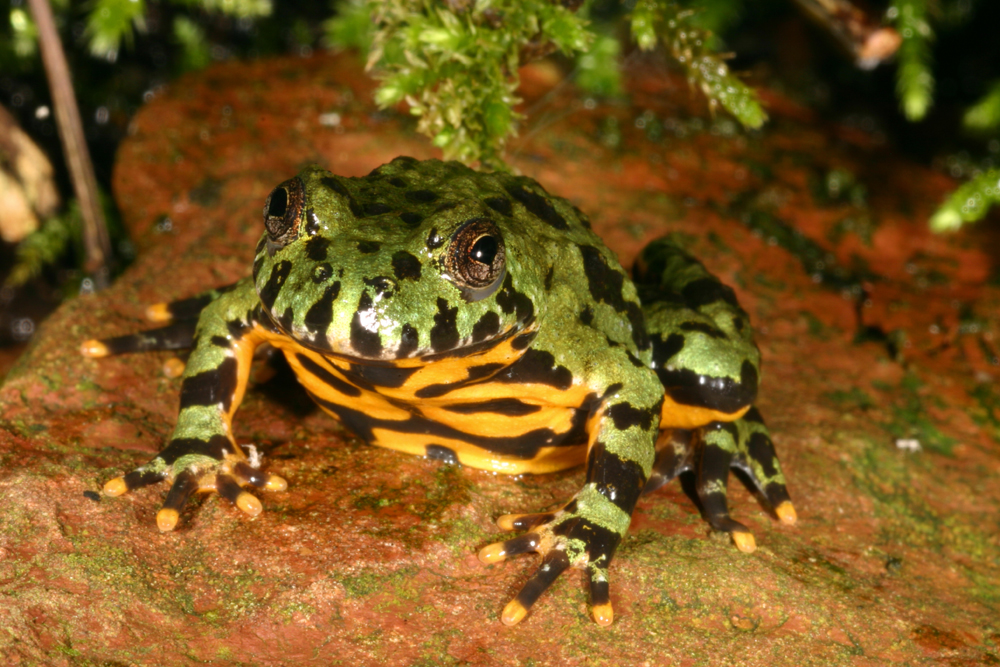 Cute Pics Of Frogs. What kind of frog do you have?
